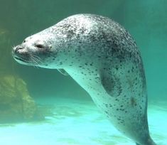 a close up of a seal in the water