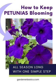 purple petunias with text overlay how to keep petunias blooming