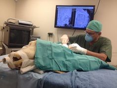 a man in scrubs is performing surgery on a dog