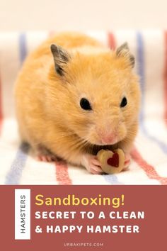 a hamster sitting on top of a blanket with the caption sandboxing secret to a clean and happy hamster