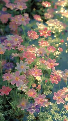 pink and yellow flowers are growing in the sunlit water, with droplets on them