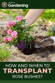 someone is digging in the dirt with a shovel and pink roses are growing out of it