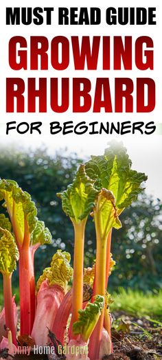 Top says "Must read guide growing rhubarb for beginners" and bottom is a picture of young rhubarb in the garden. When To Pick Rhubarb, Veggie Beds, Rhubarb Rhubarb