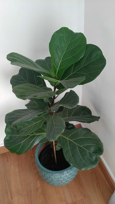 a potted plant sitting on top of a wooden floor