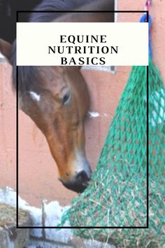 a brown horse standing next to a pink wall with text over it that reads equine nutrition basics