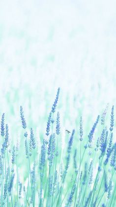 lavender flowers in the foreground with a blurry sky behind them on a sunny day