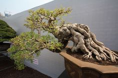 a bonsai tree with very large roots growing out of it