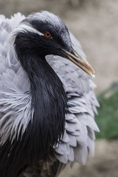 a large bird standing on top of a sandy beach