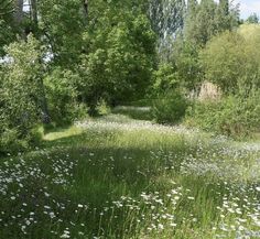 a grassy field with white flowers and trees in the background