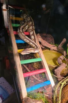 a snake is sitting on top of a ladder