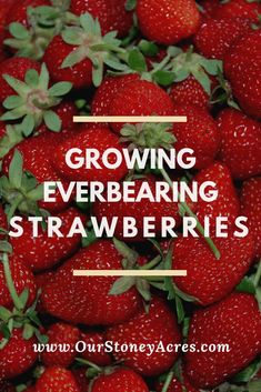 strawberries with the words growing everbearing strawberries