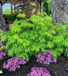 purple flowers are growing in the ground next to a tree and some trees with green leaves