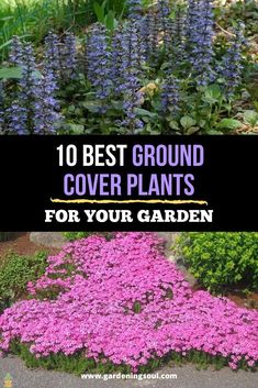 the top 10 best ground cover plants for your garden and how to grow them in it