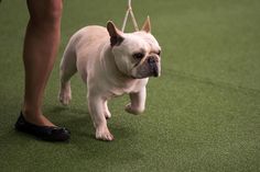 a small white dog being walked on a leash