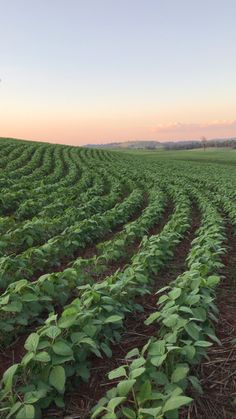 rows of green plants in the middle of a field