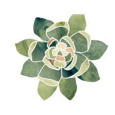 a watercolor painting of a succulent flower