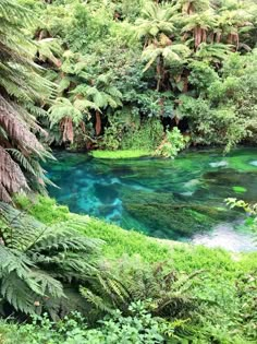 the blue pool is surrounded by lush green trees and ferns on either side of it