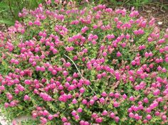 pink flowers blooming in the middle of a garden