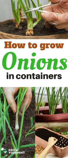 how to grow onions in containers