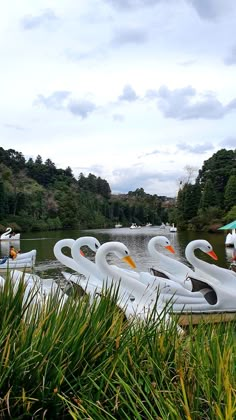 there are many swan boats in the water