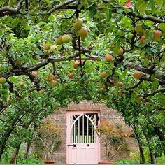 an apple tree filled with lots of green apples next to a pink door in the middle of a garden