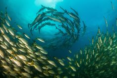 a large group of fish swimming in the ocean