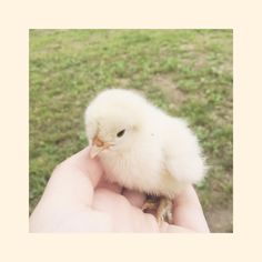 a small white chicken sitting on top of someone's hand in front of grass