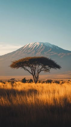 a lone tree in the middle of a field with a mountain in the background