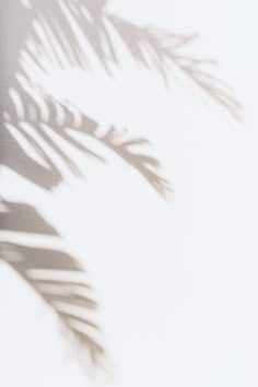 the shadow of a palm leaf on a white wall