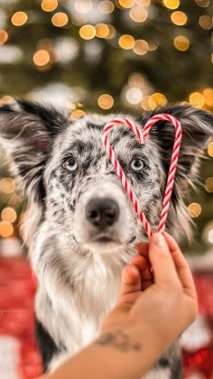 a dog holding a candy cane in its mouth with a christmas tree in the background