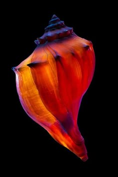 a close up of a flower on a black background