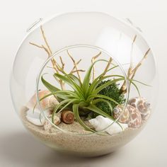 an air plant in a glass bowl filled with sand and sea shells on a white background