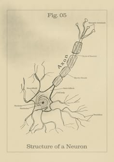 a diagram of the structure of a neuron, with its major branches labeled