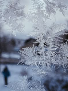 the frosted branches of a tree are seen through a window with a blurry person in the background