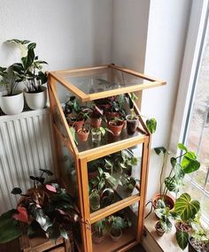 several houseplants are sitting in front of a window on a shelf next to a radiator