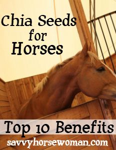 a brown horse standing on top of a wooden floor next to a stair case with the words chia seeds for horses