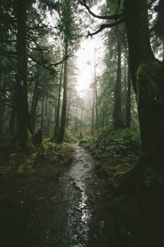 a path in the middle of a forest with trees on both sides and water running down it