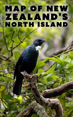 Tui bird in New Zealand Cape Reinga, New Zealand Travel Guide, New Zealand Travel, South Island, Stunning Photography, Inspiration Board, Hidden Gems