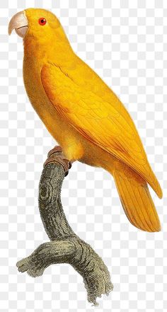 a yellow bird sitting on top of a tree branch