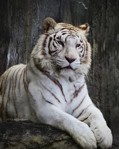 a white tiger laying on top of a rock