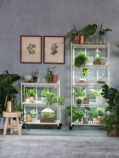 a room filled with lots of plants and potted plants on top of metal shelving units