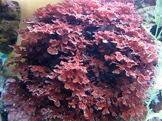 an underwater view of some corals and plants