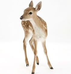 a small deer standing on top of a white floor