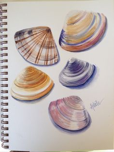 three seashells are shown on a spiral notebook with watercolor pencils in it