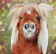 a brown and white horse with long hair on it's head looking at the camera