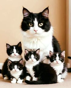 a group of black and white cats sitting next to each other on top of a floor