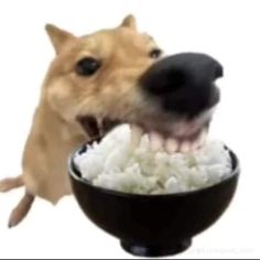 a dog eating out of a bowl with its mouth open and it's teeth wide open