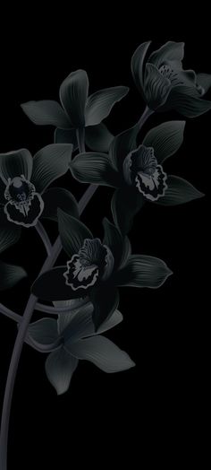 black and white photograph of flowers in the dark