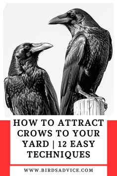 How To Attract Crows To Your Yard | 12 Easy Techniques How To Attract Crows, Feeding Crows, Crow Doodle, Attract Crows, Crow Facts, Crow Spirit Animal, Backyard Birds Watching, Backyard Bee, Baby Crows