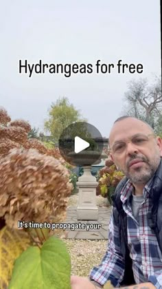 a man sitting in front of a plant with the caption hydrangeas for free